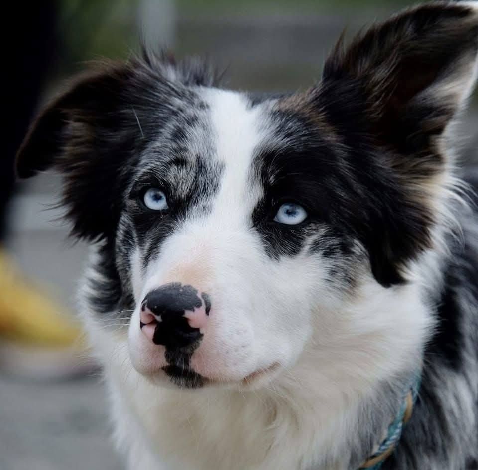 Rox-ann blue star (Sans Affixe)