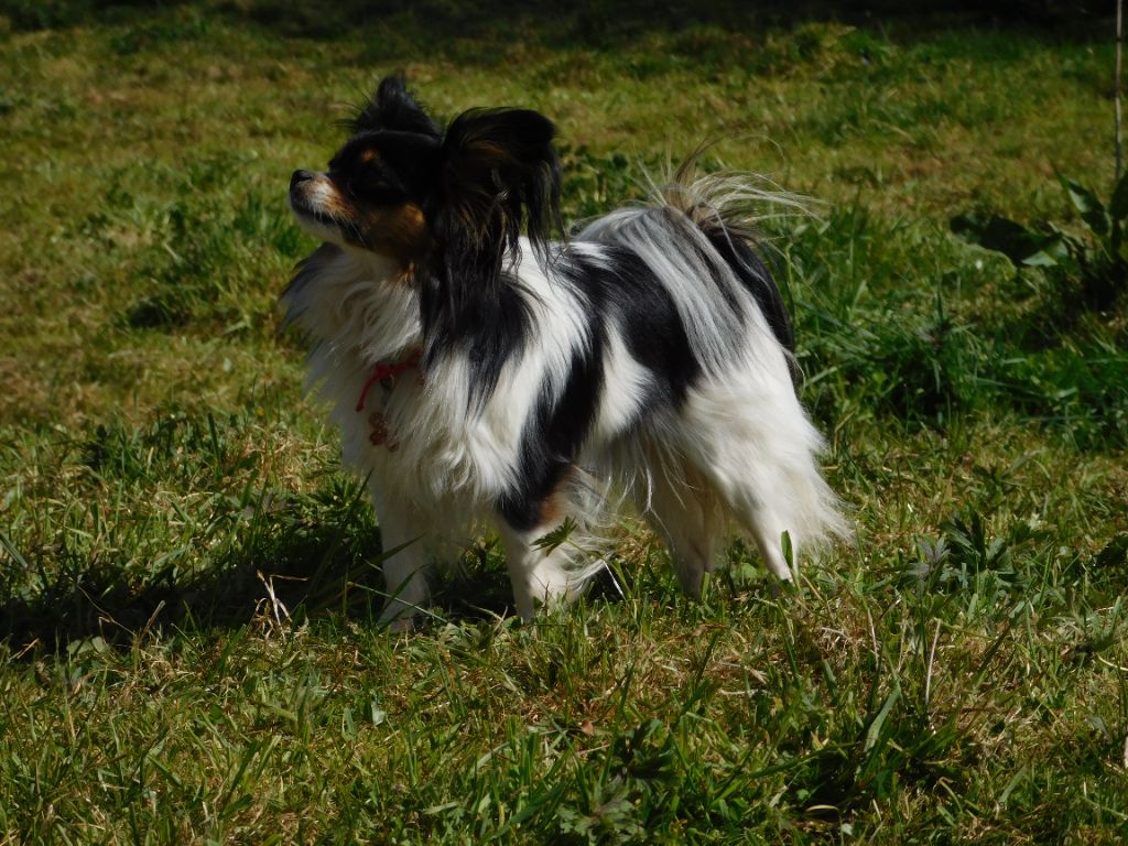 Vayah-nah Du Domaine De La Canurie