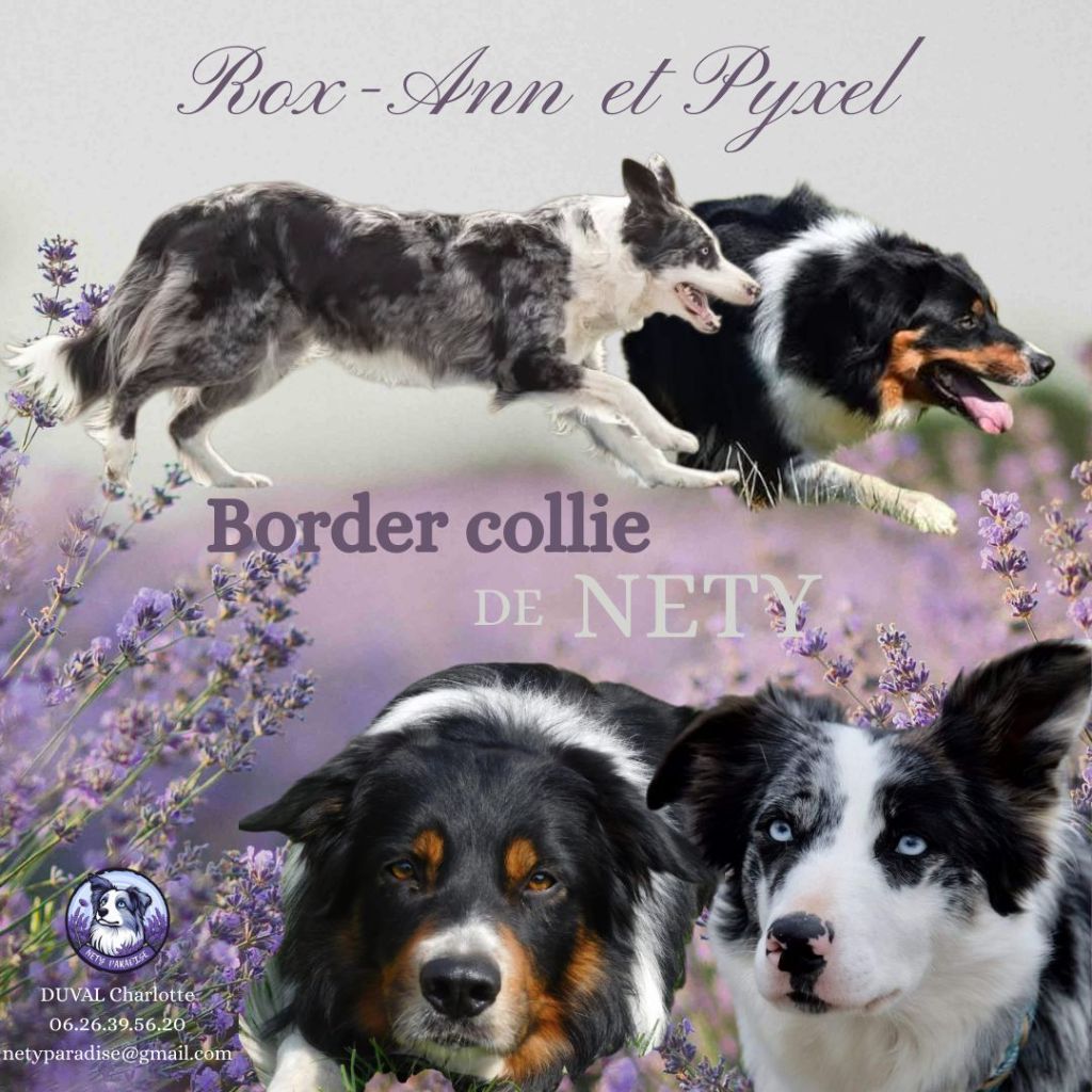 Chiot Border Collie De Nety Paradise